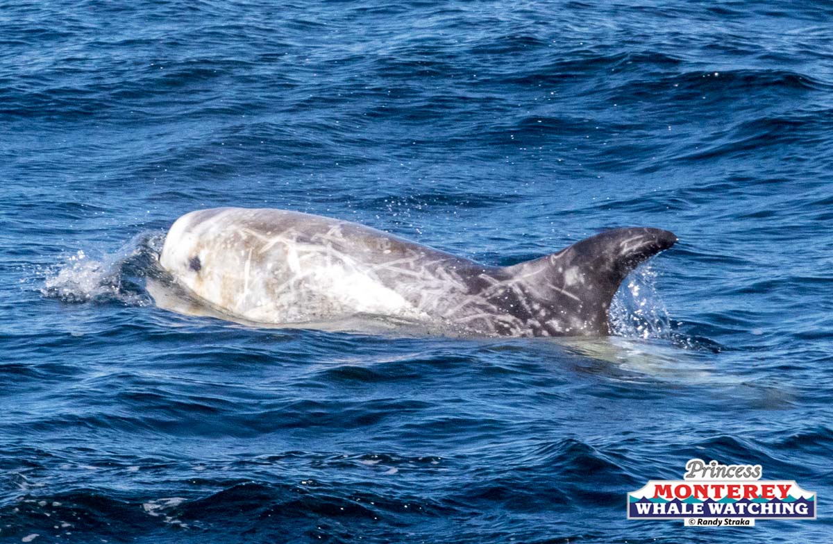 an animal swimming in the water