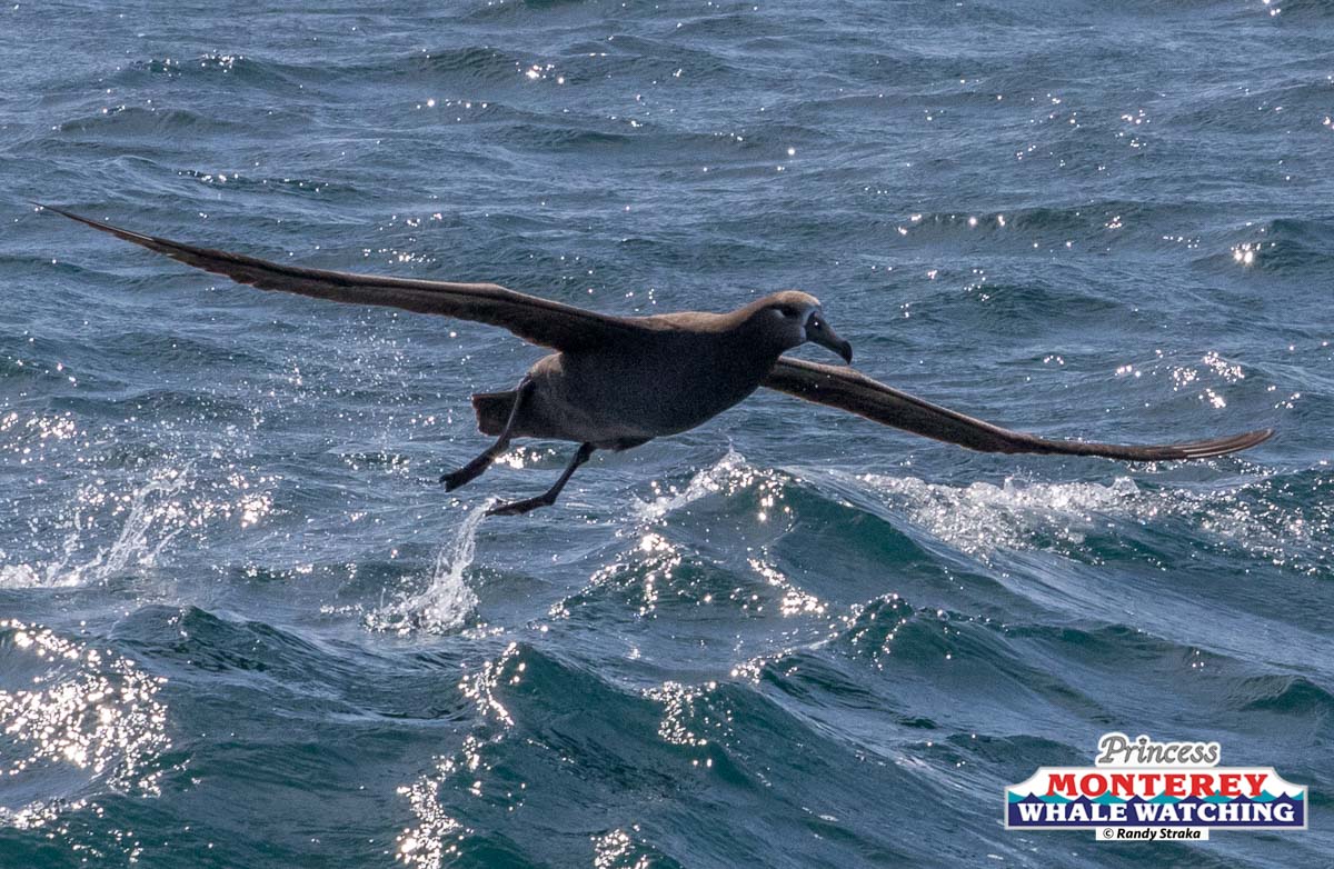 a bird sitting on top of a wave in the ocean