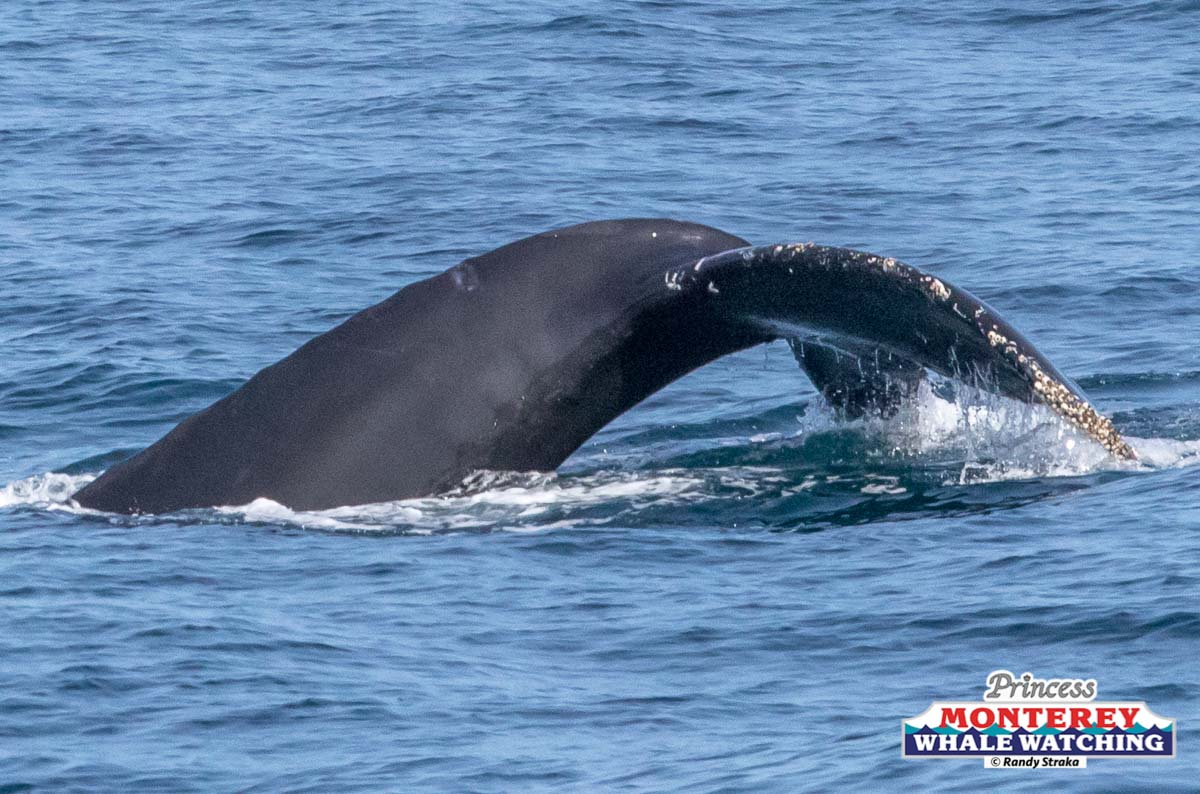 a whale jumping out of the water
