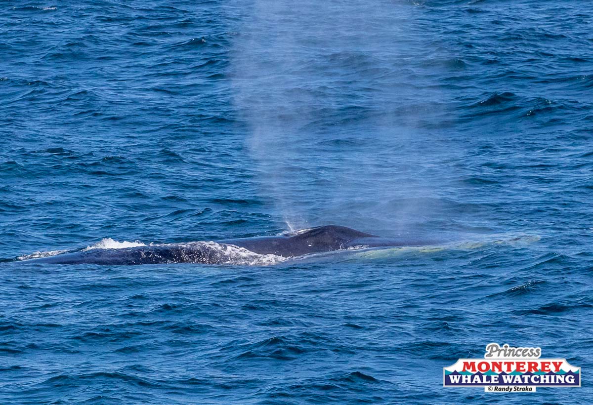 a whale jumping out of the water