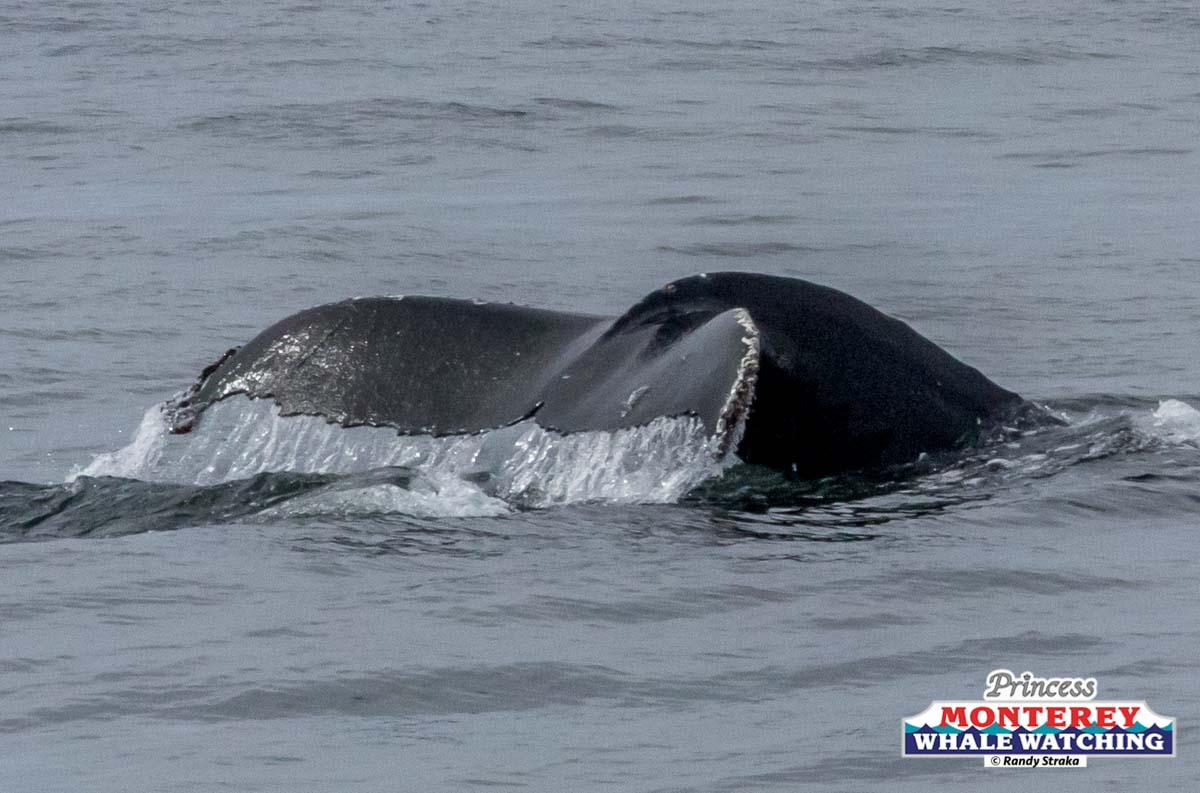 a whale jumping out of the water