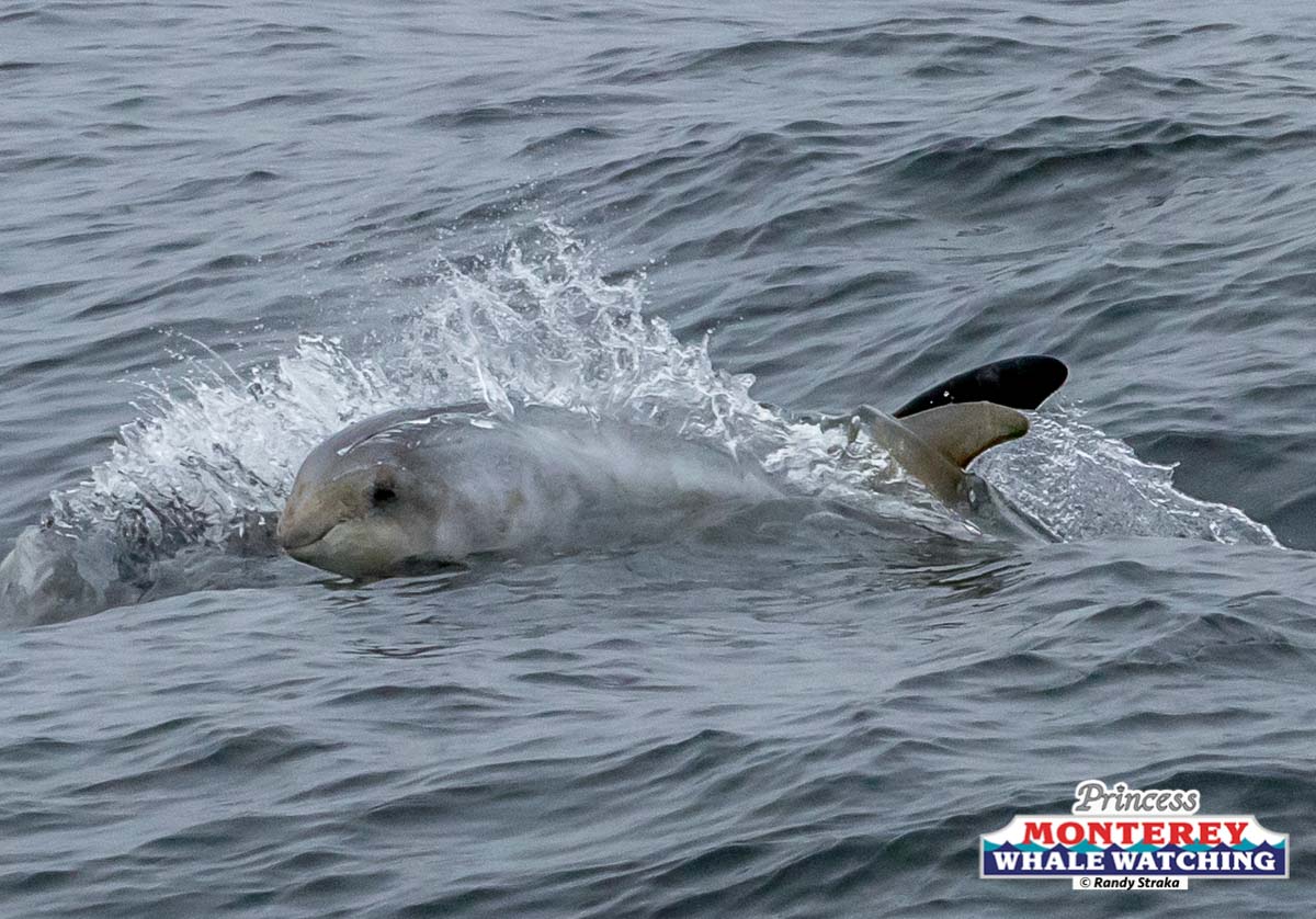 a polar bear swimming in a body of water