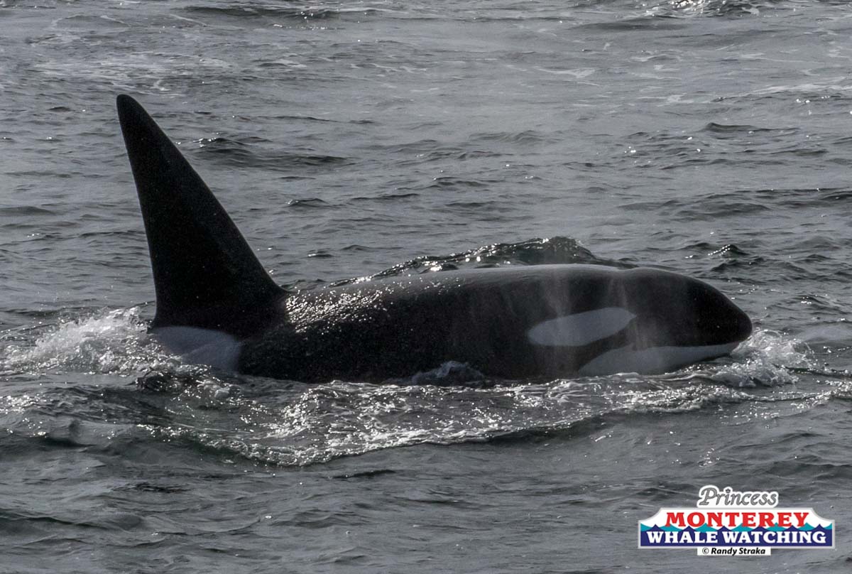 a whale jumping out of the water