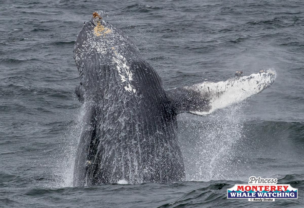 a man riding a wave on top of a body of water