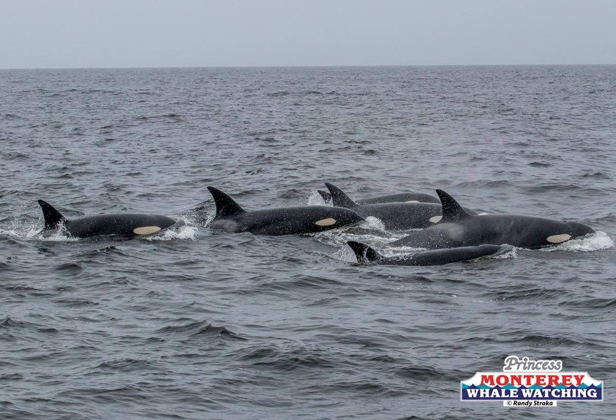 a whale swimming in a body of water