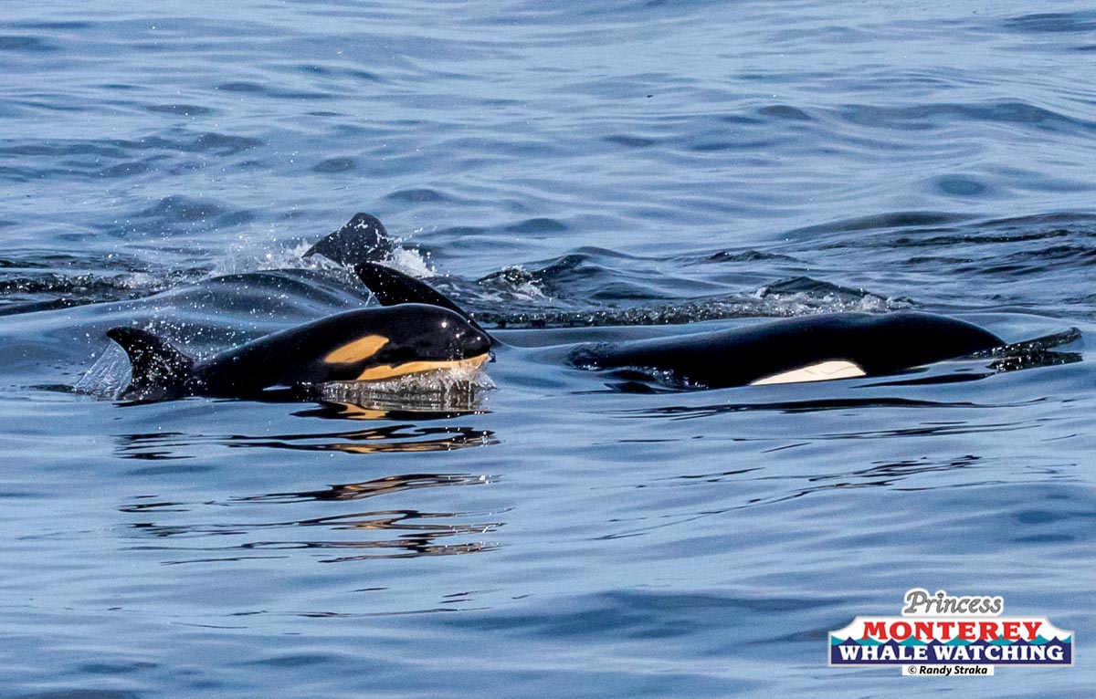 an animal swimming in the water