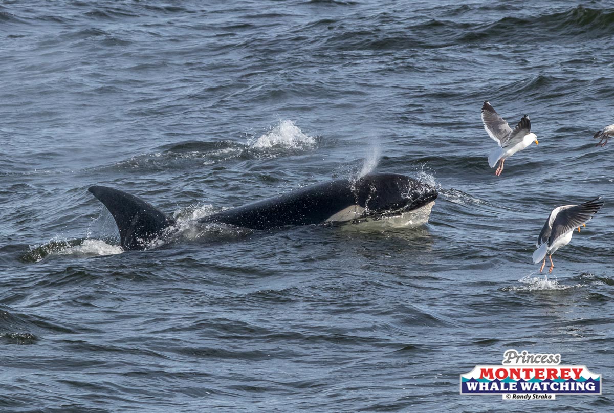 a bird flying over a body of water
