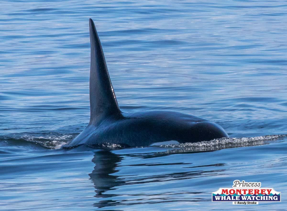 a whale swimming under water