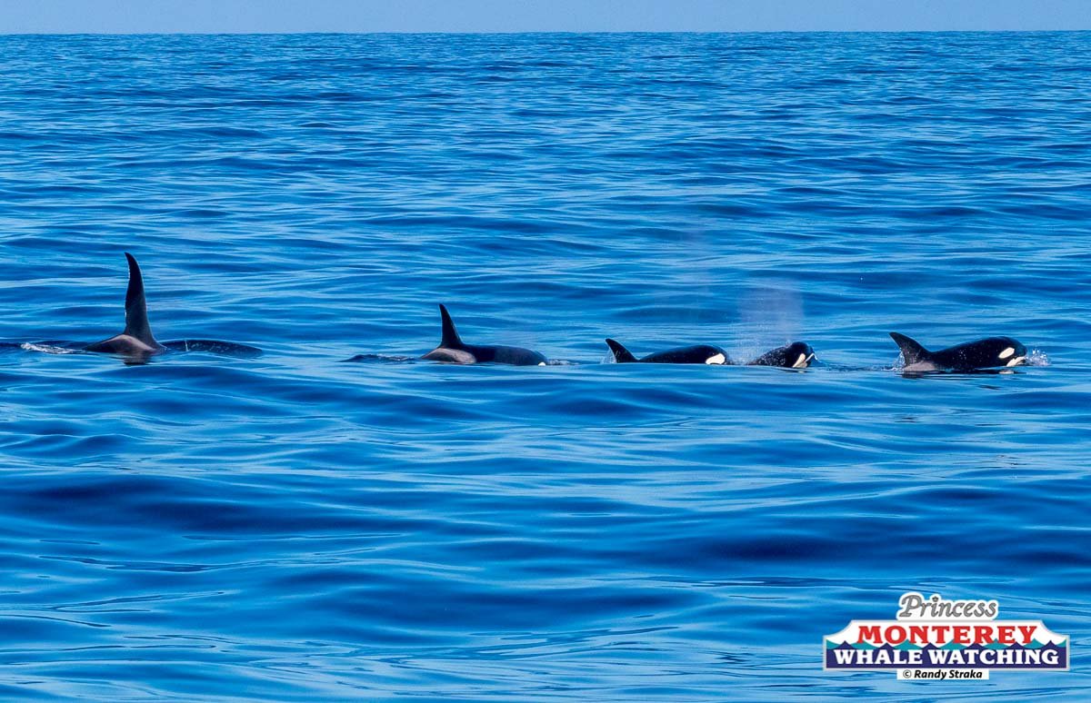 a group of people swimming in a body of water