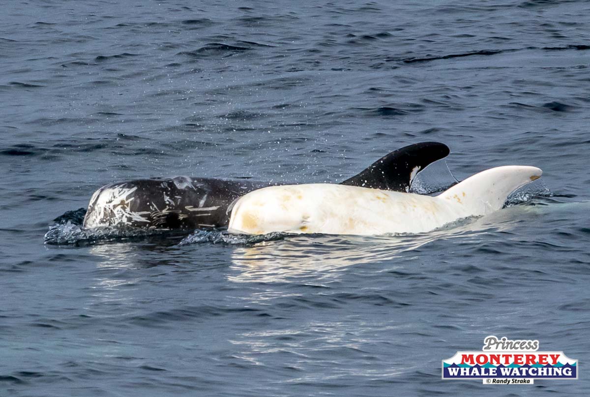 a dog swimming in a body of water