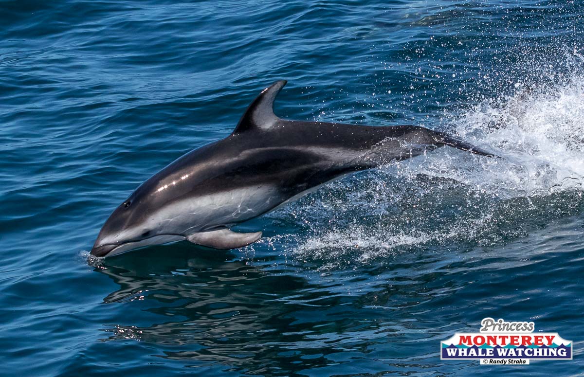 an animal swimming in the water