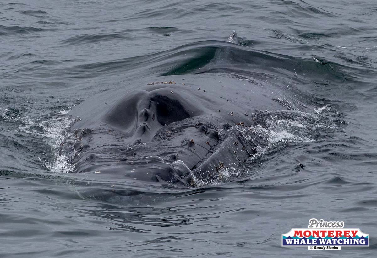 a whale swimming under water