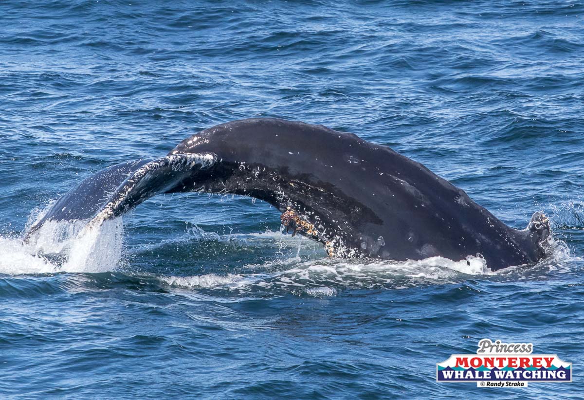 IMG_5635 a whale jumping out of the water