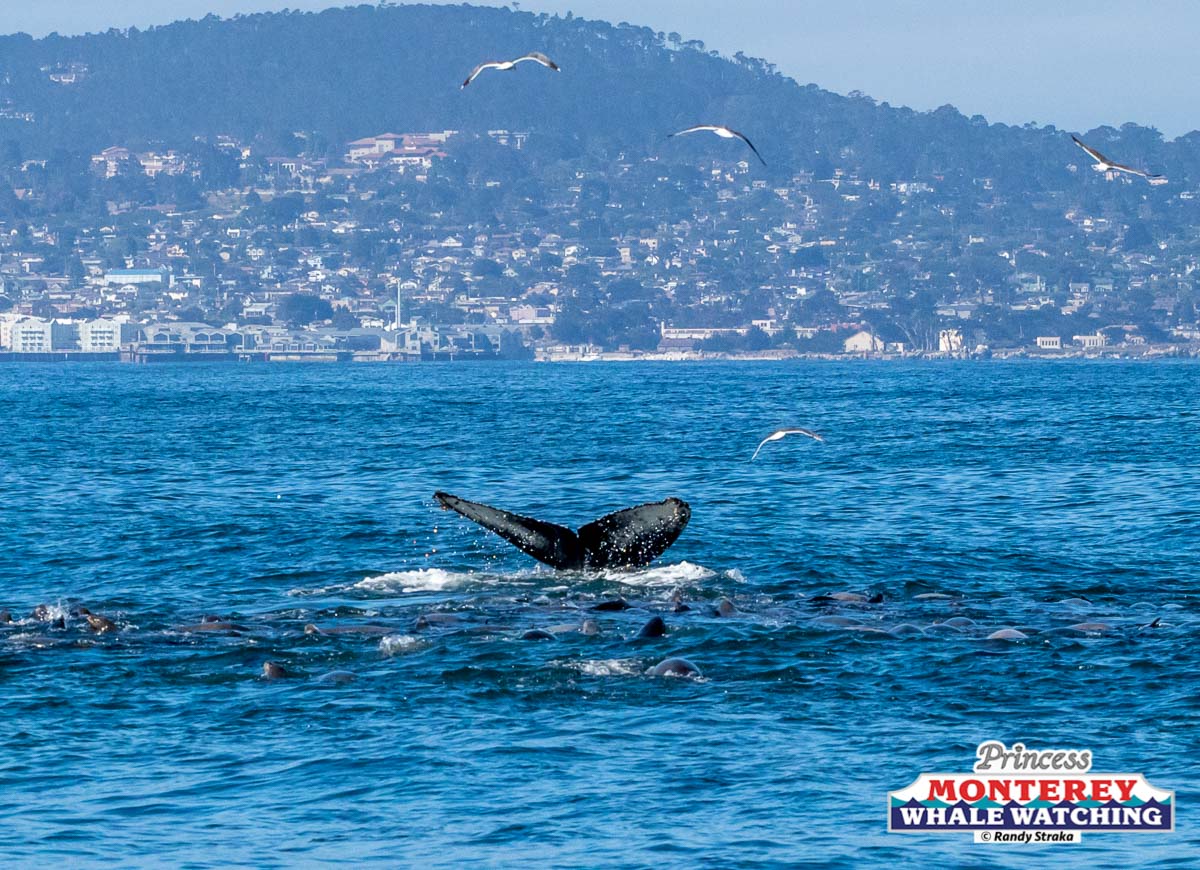 a bird flying over a body of water with a mountain in the background