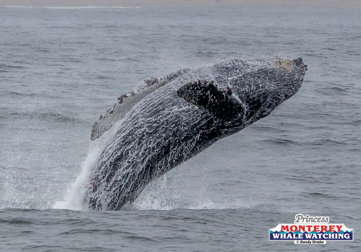 a whale jumping out of the water