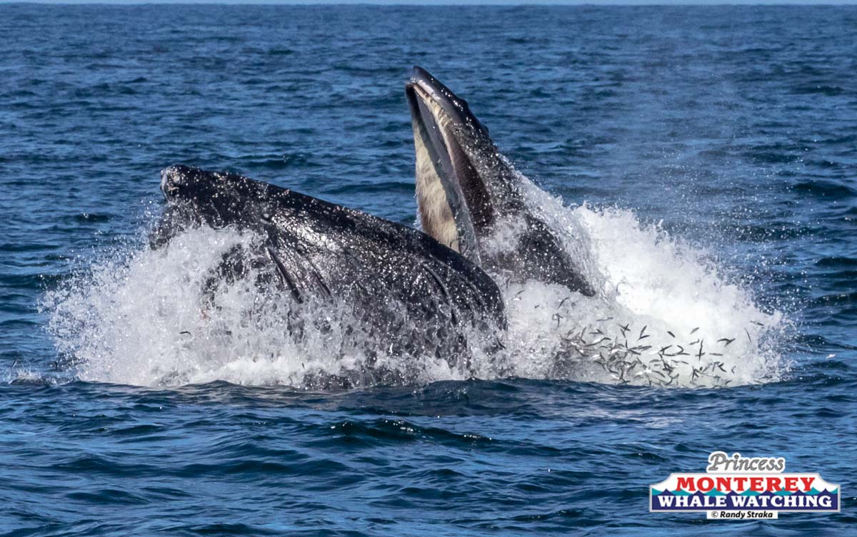 a whale jumping out of the water