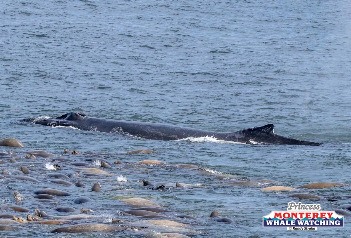 a dog swimming in a body of water