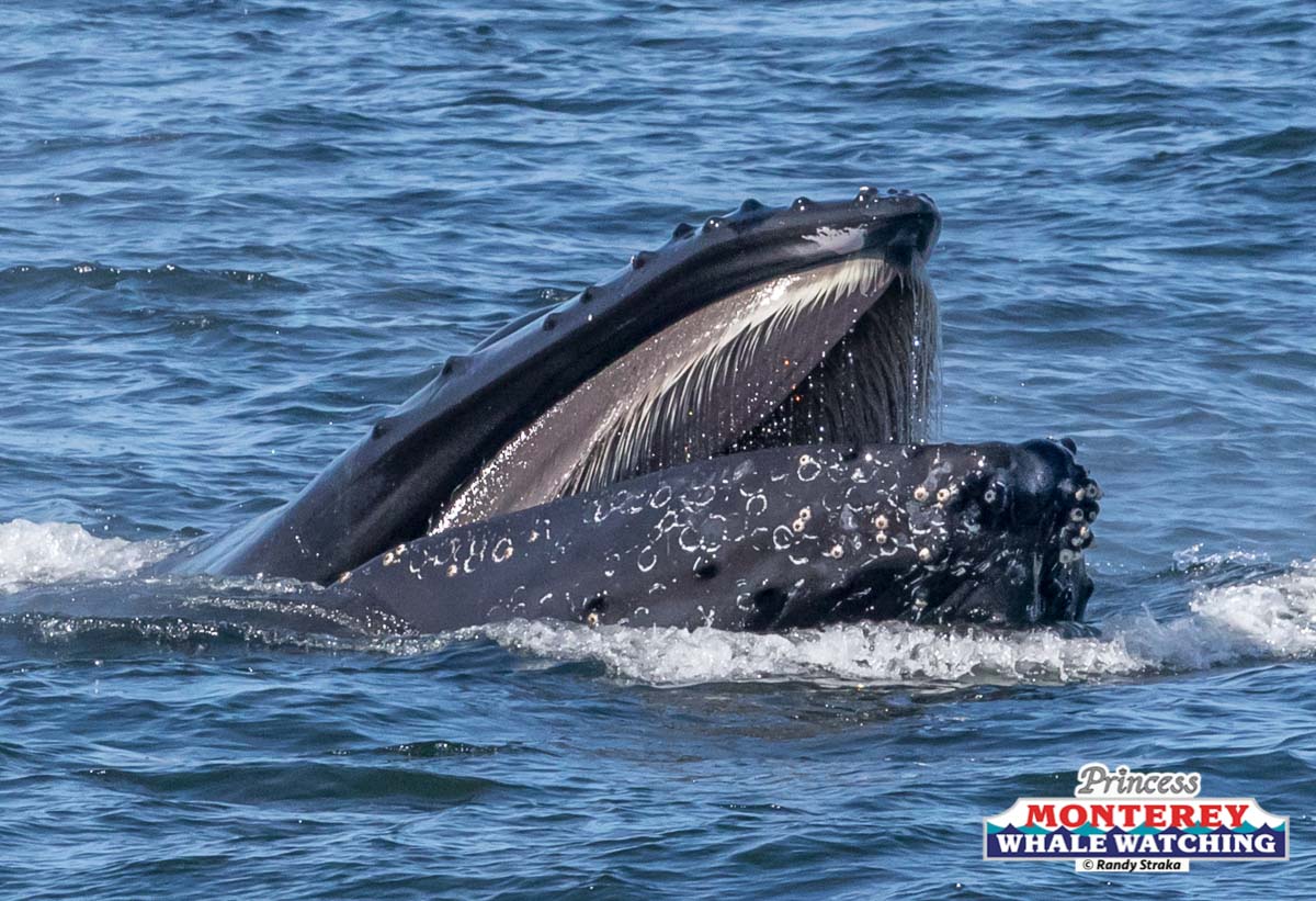 a whale jumping out of the water