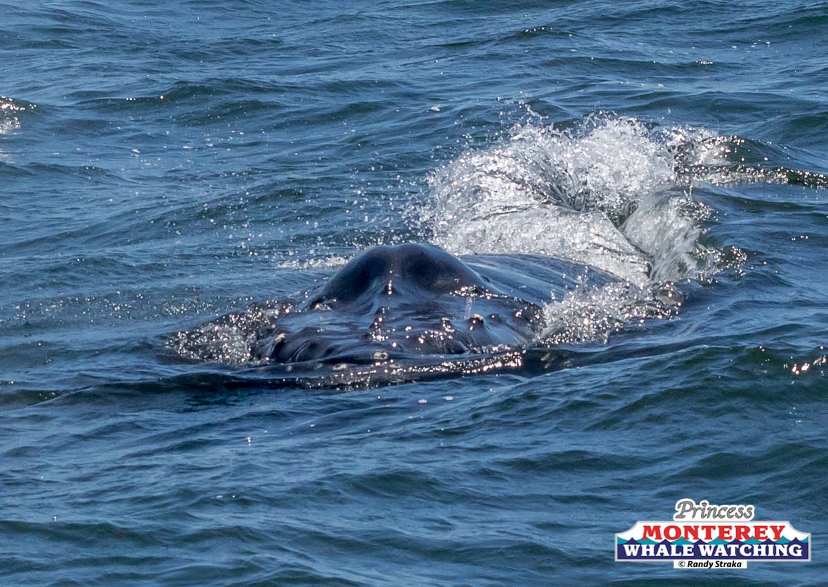 an animal swimming in the water