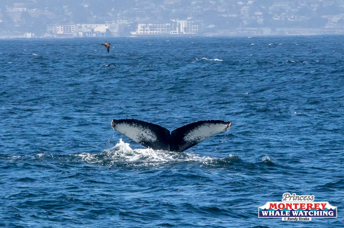 a whale jumping out of the water