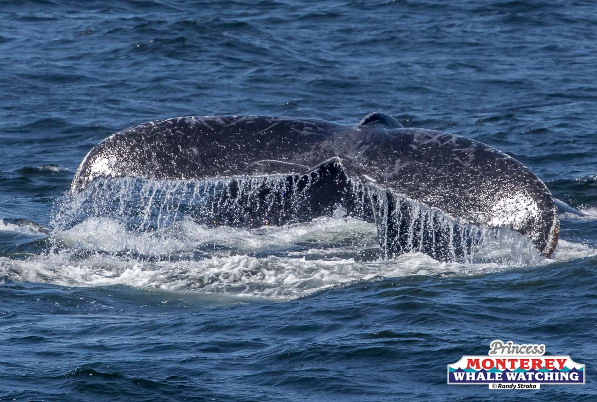 a whale jumping out of the water