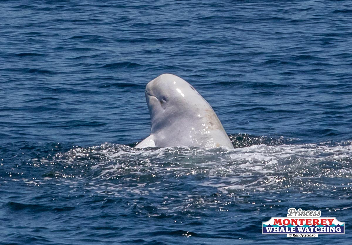 a whale jumping out of the water