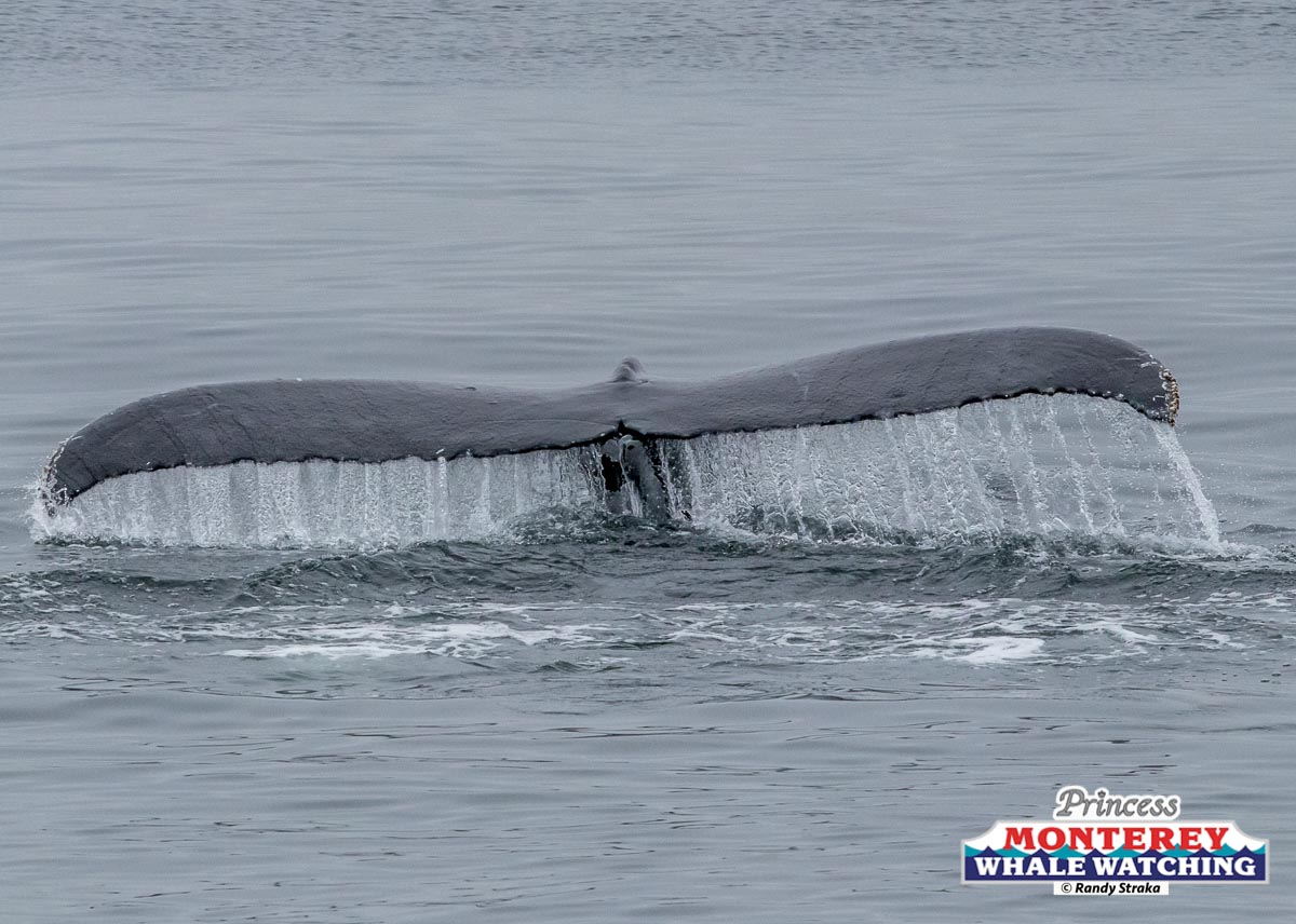 a whale jumping out of the water