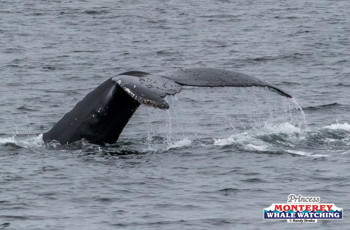 a whale jumping out of the water