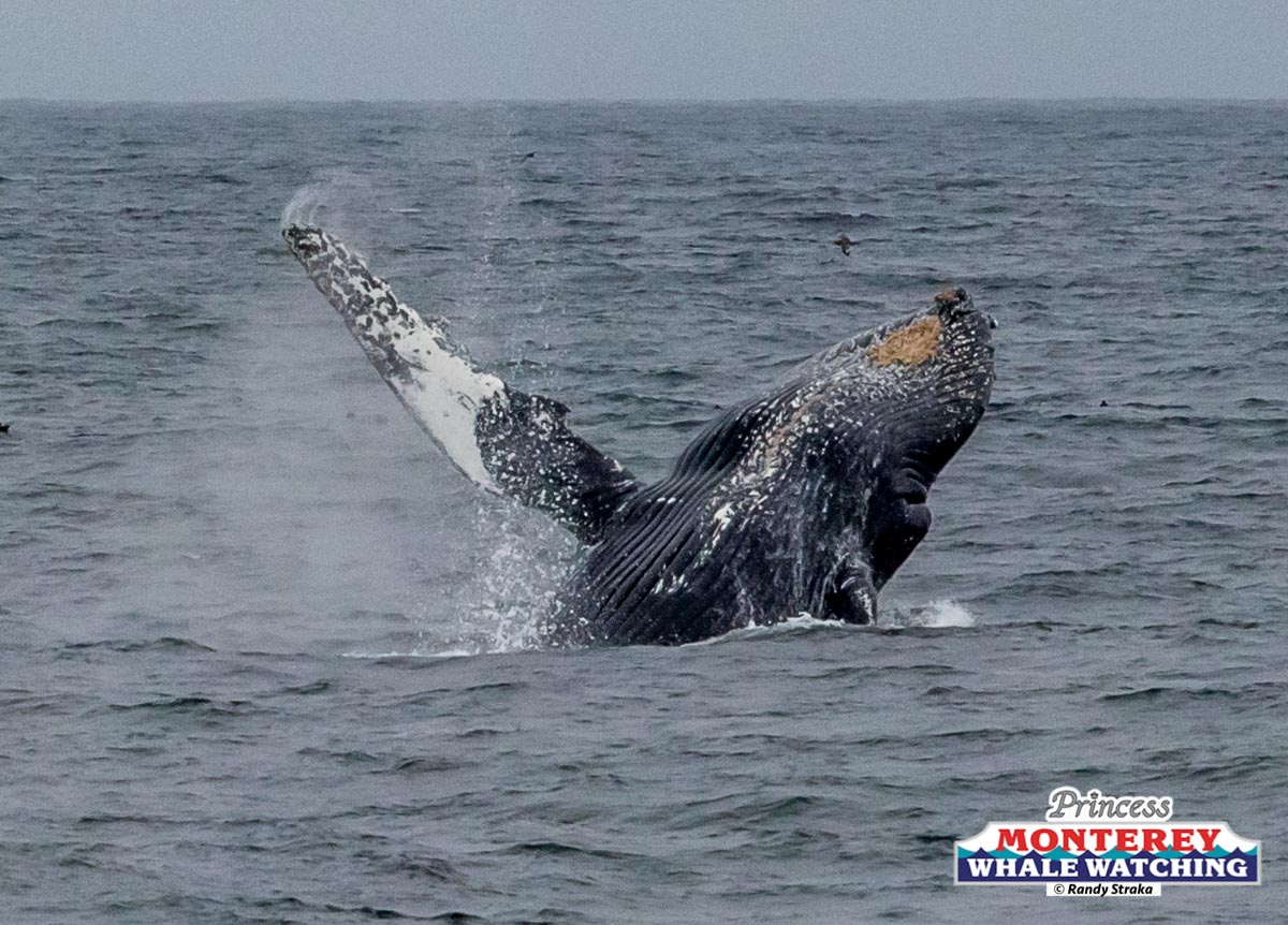 a whale jumping out of the water