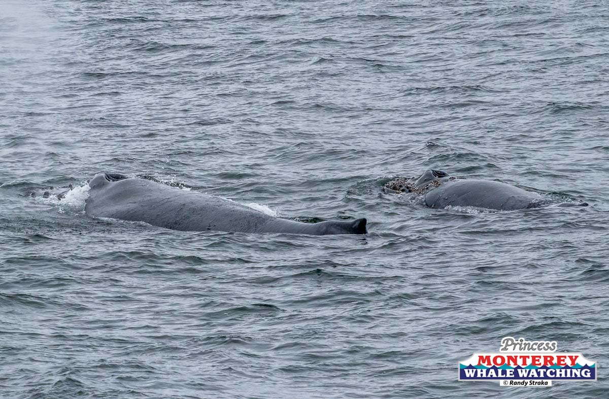 a whale swimming under water