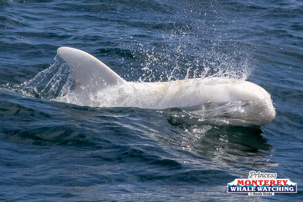 a person riding a wave on a surfboard in the water