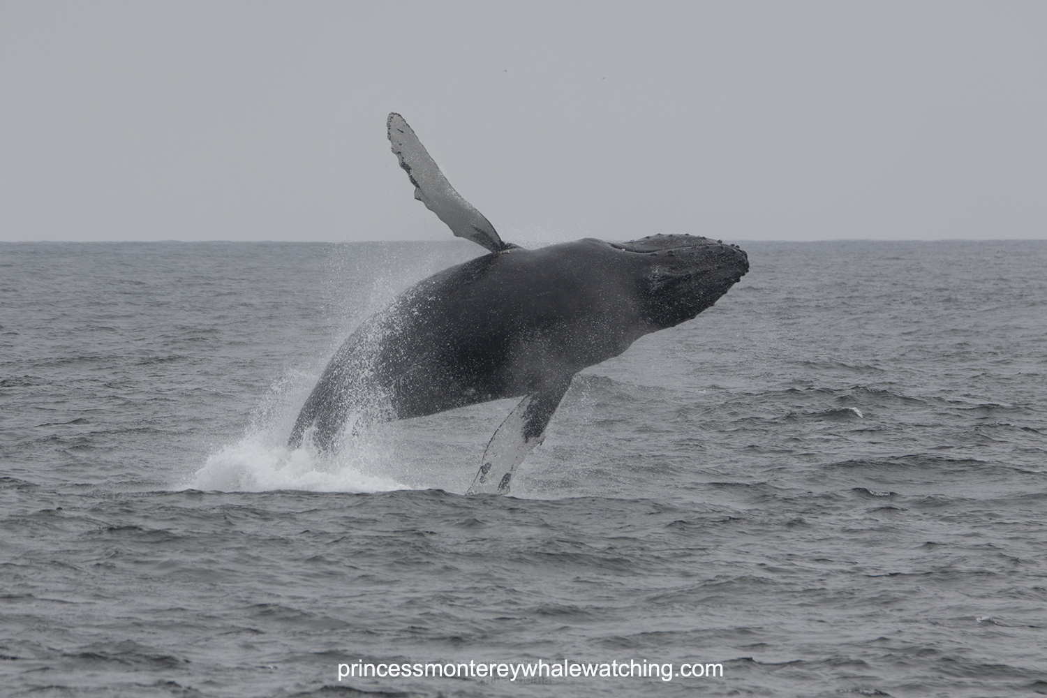 a whale jumping out of the water