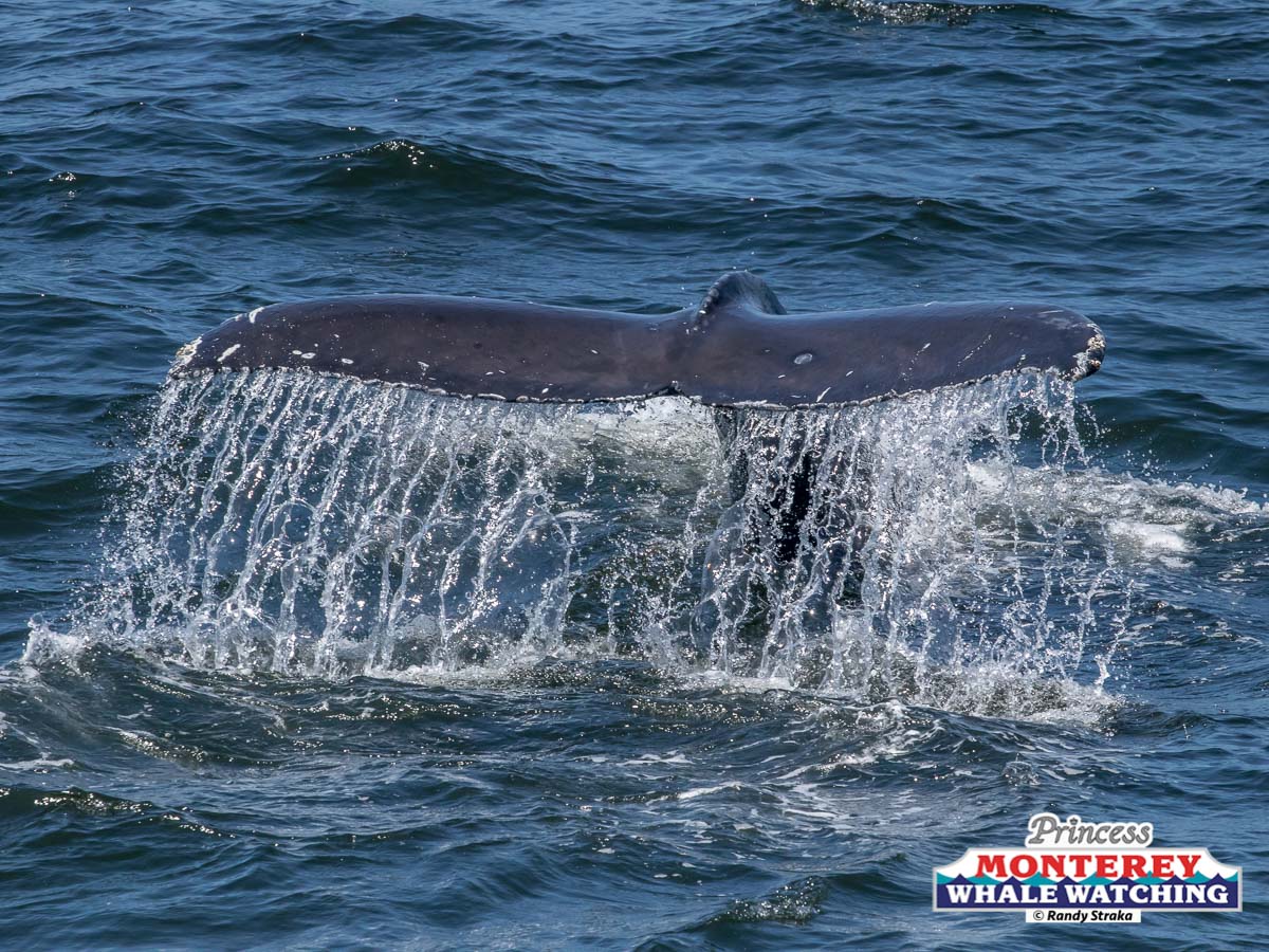 a whale jumping out of the water