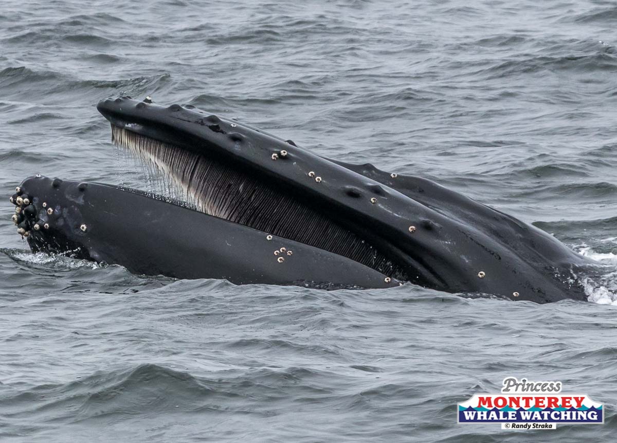 a whale jumping out of the water