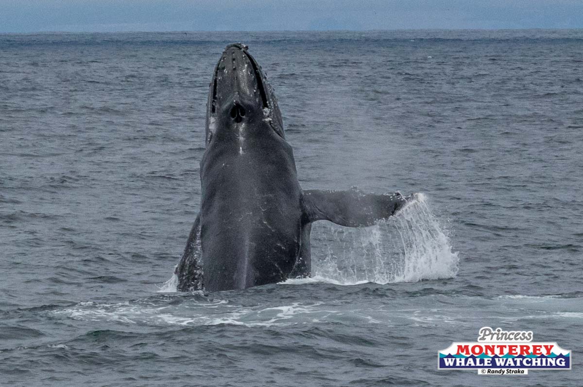 a whale jumping out of the water