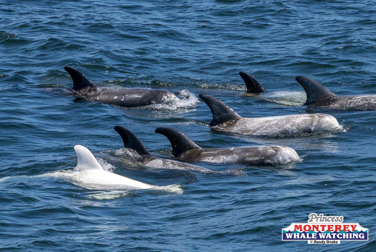 a dolphin swimming in a body of water