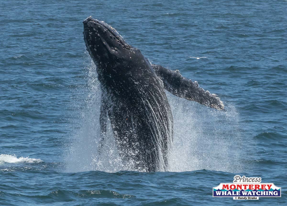 a whale jumping out of the water