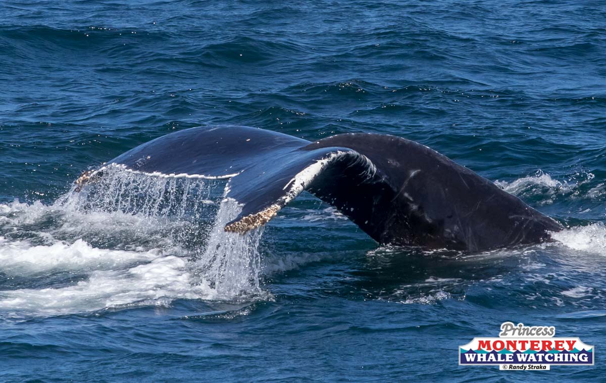 a whale jumping out of the water