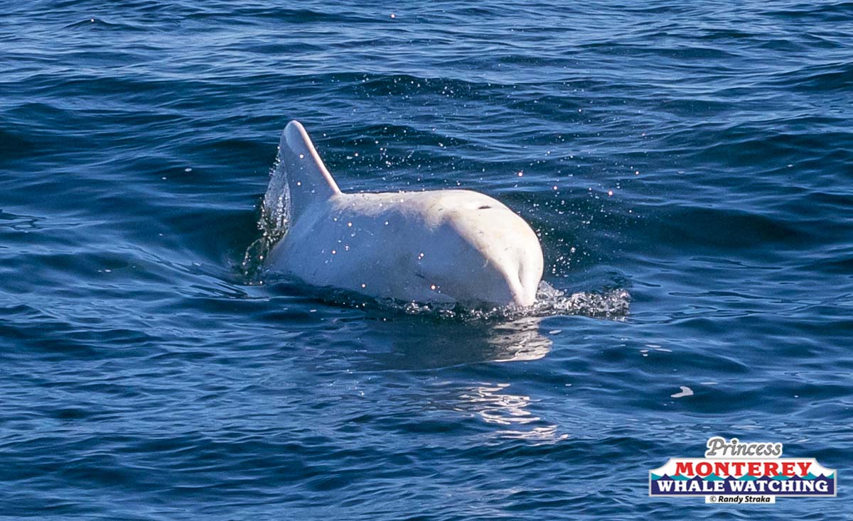 an animal swimming in the water