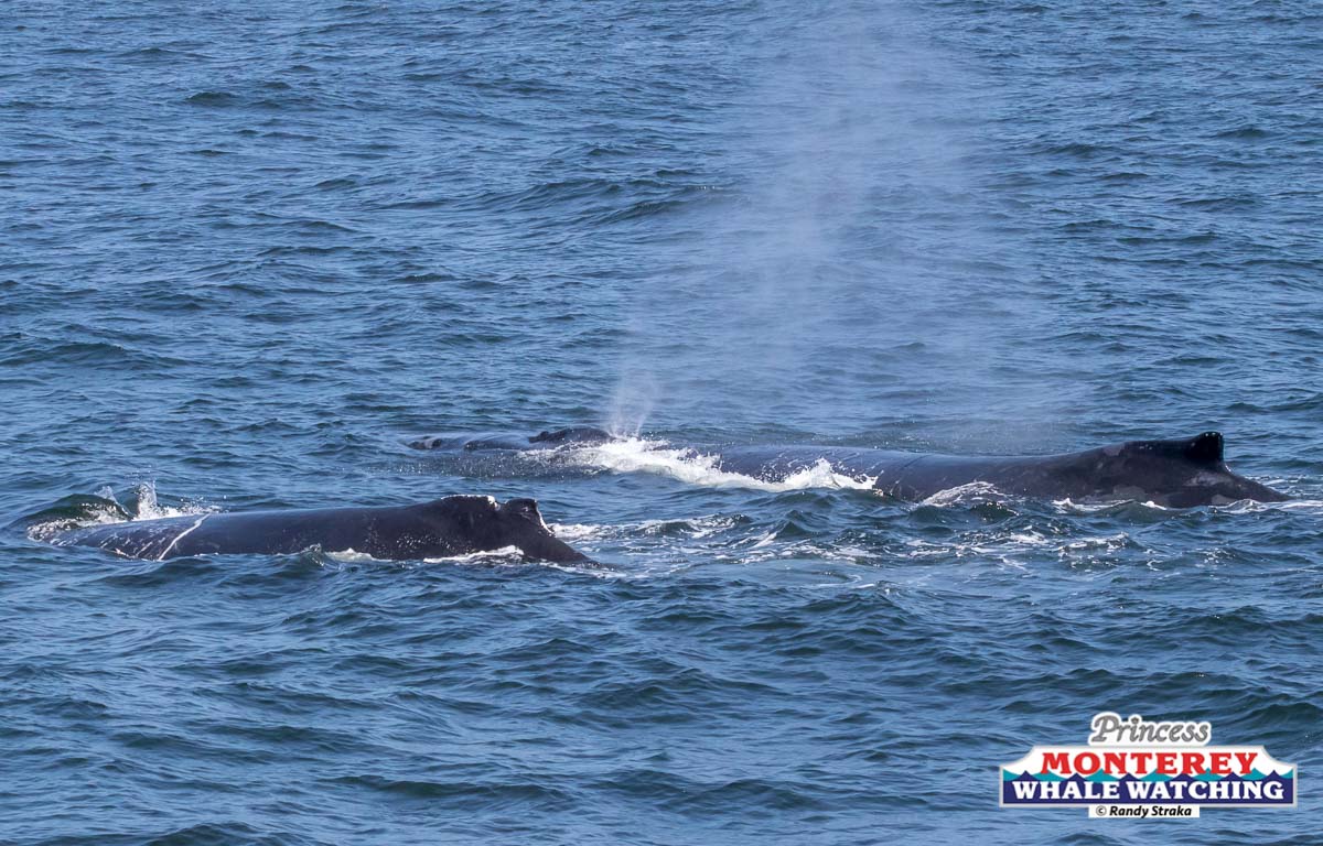 a whale jumping out of the water