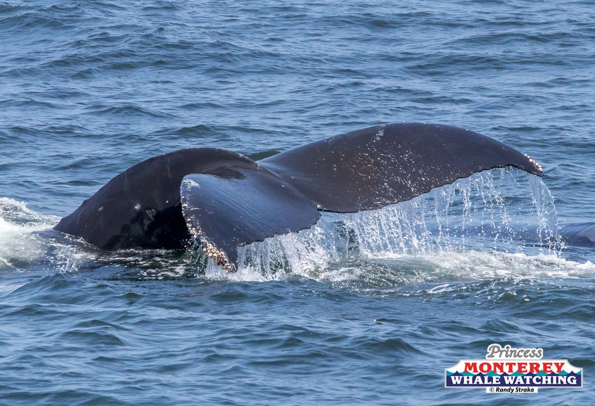 a whale jumping out of the water