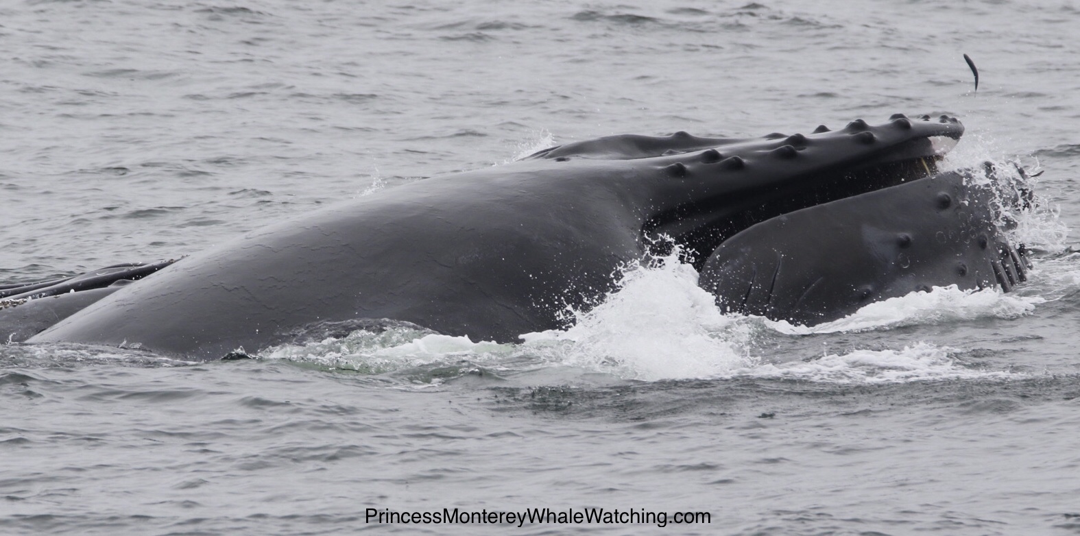 a whale jumping out of the water