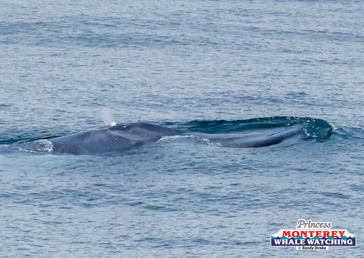 a whale jumping out of the water