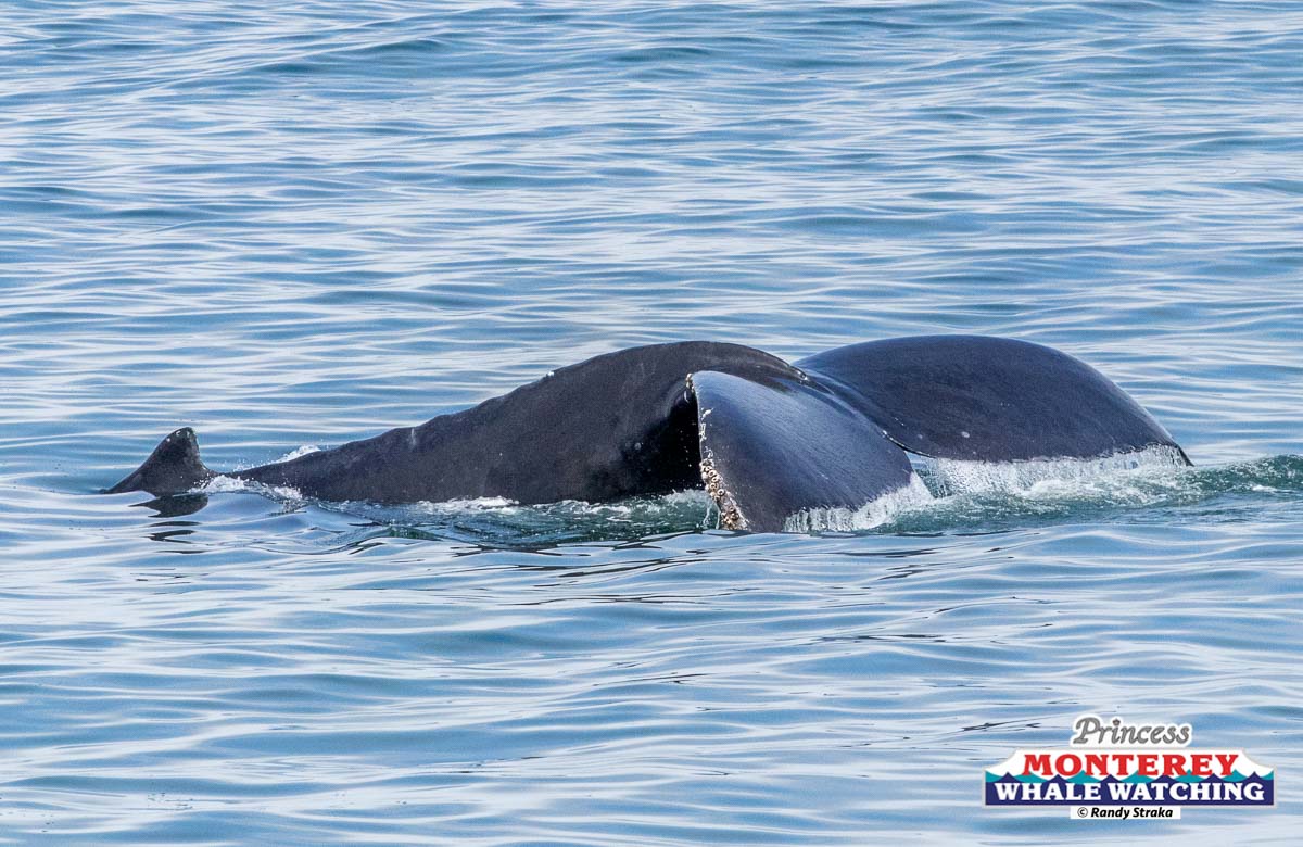 a whale swimming under water