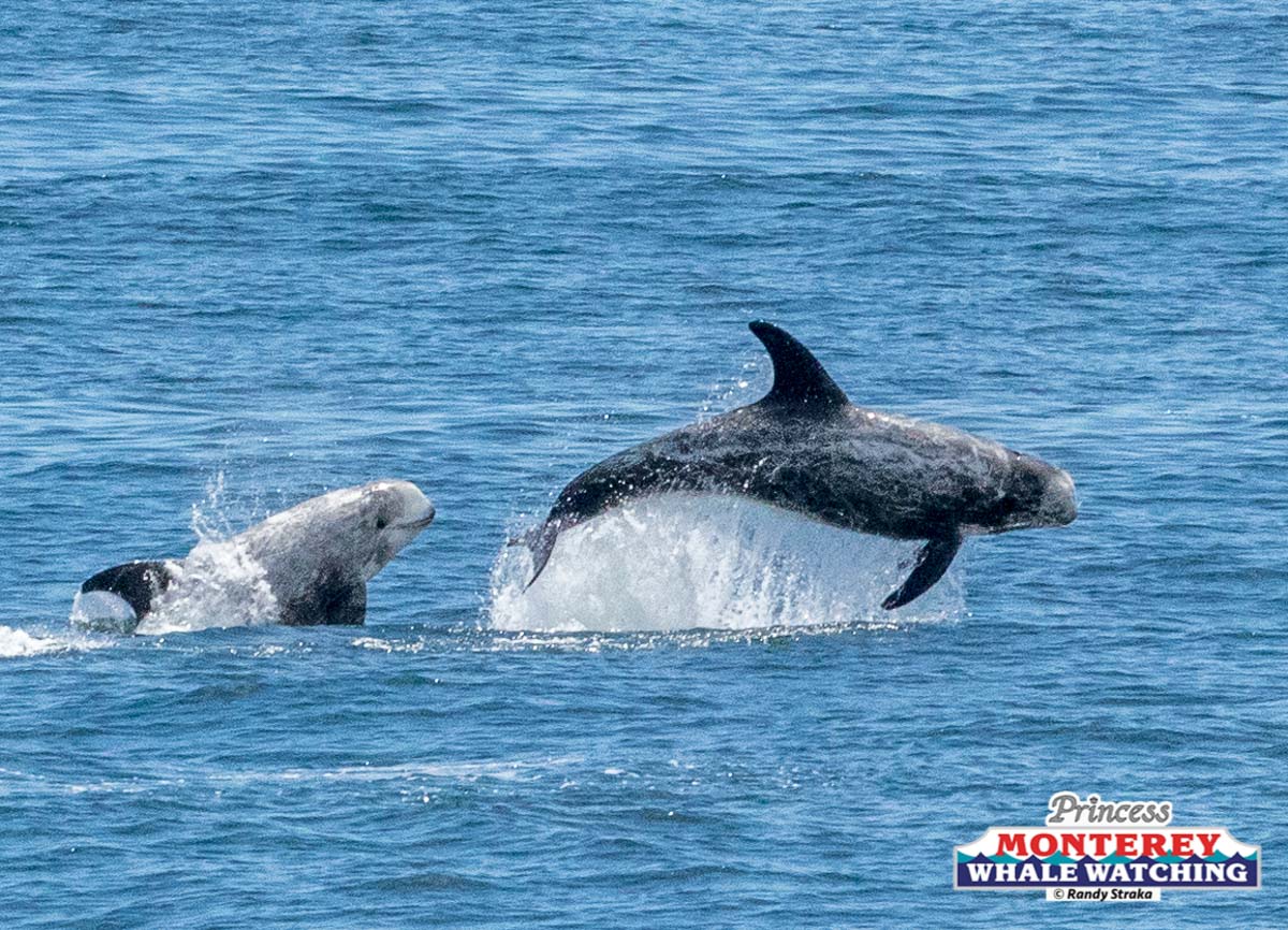 a dog swimming in a body of water