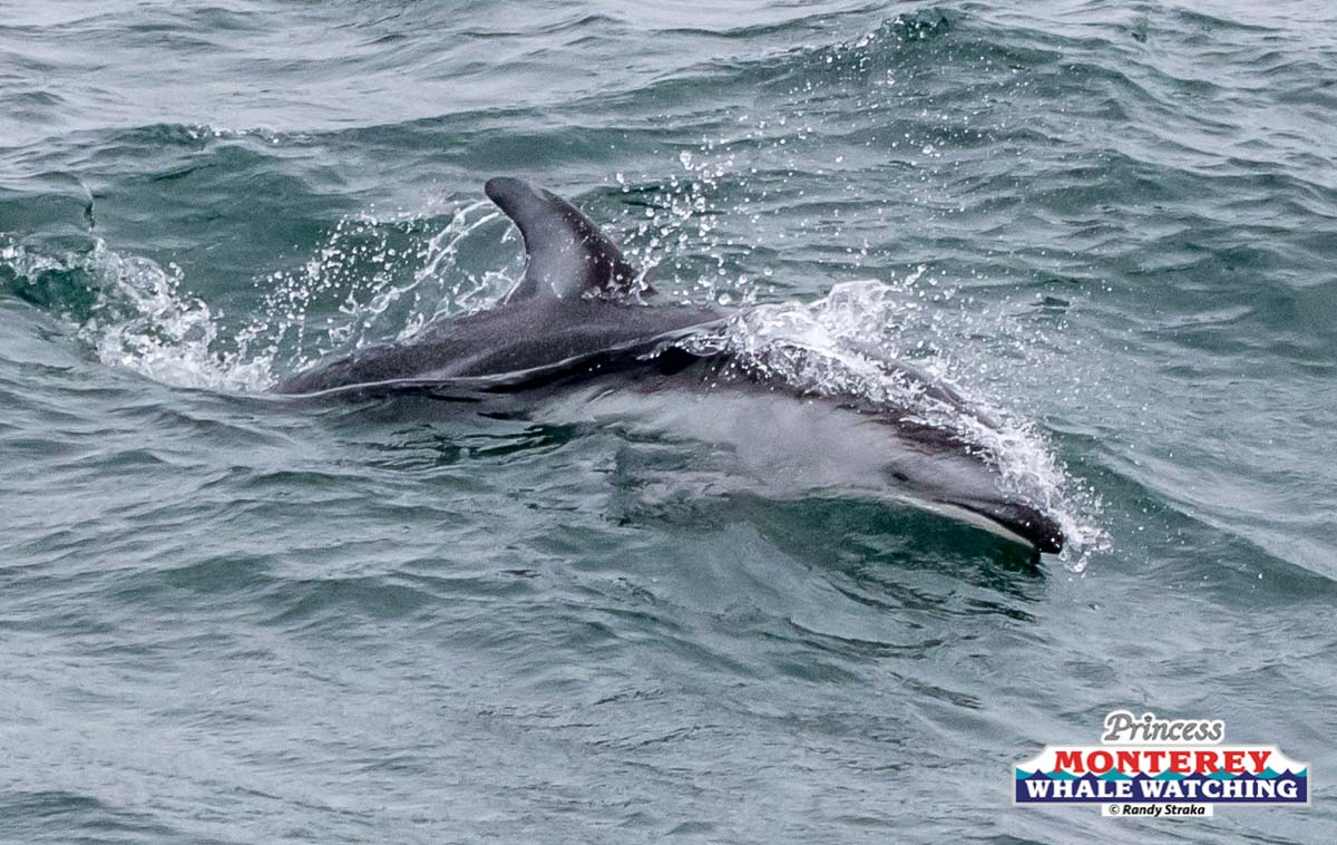 a girl riding a wave on a surfboard in the ocean