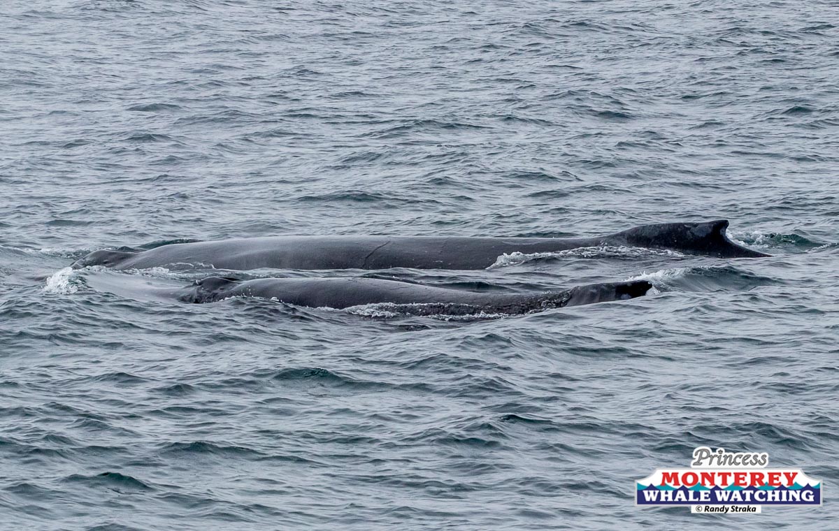 a whale jumping out of the water