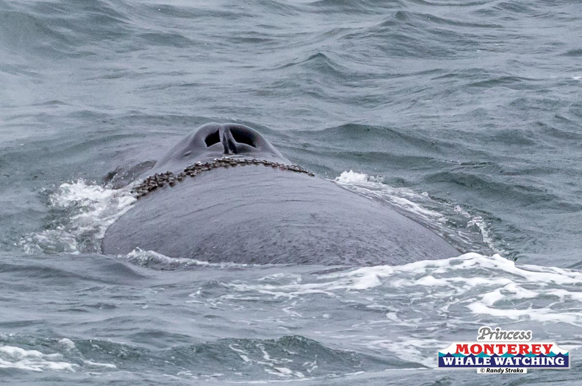 a whale jumping out of the water