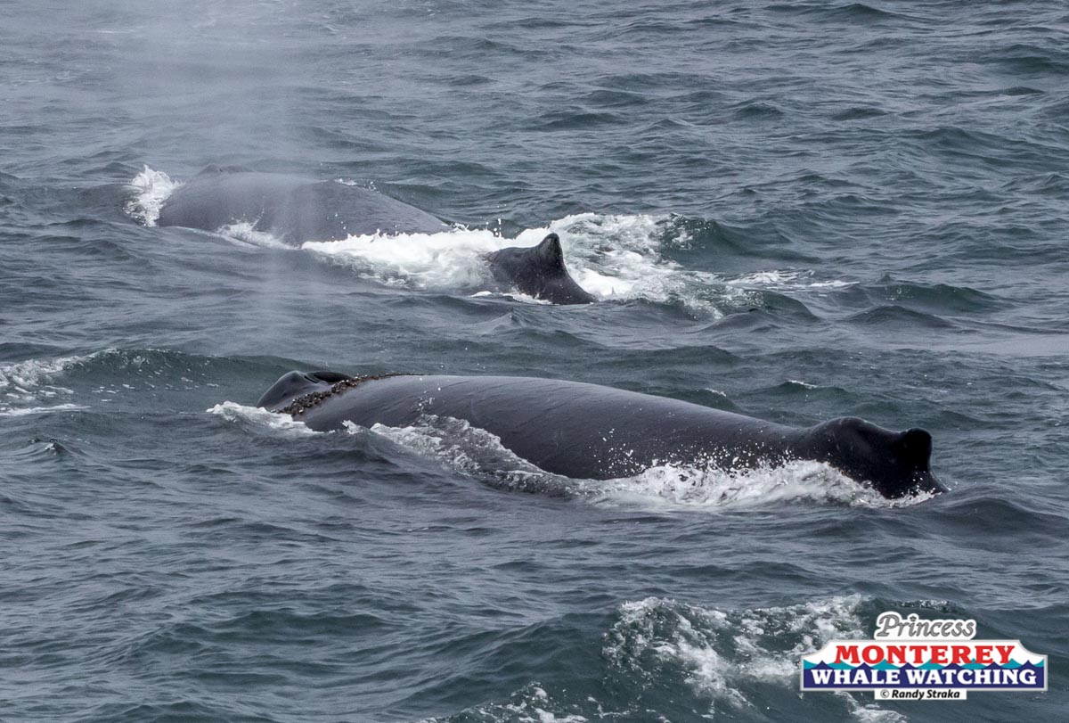 a whale jumping out of the water