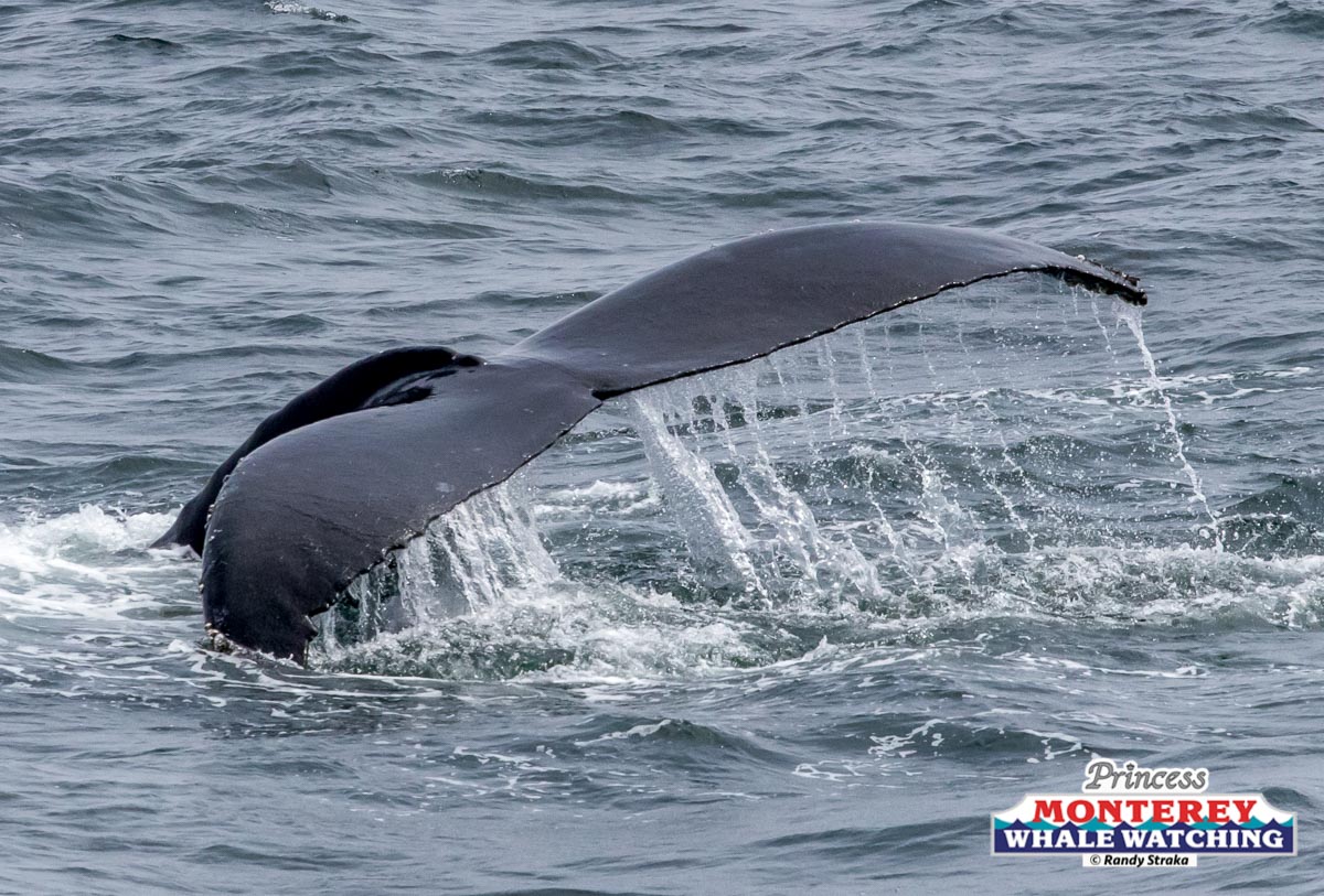 a whale jumping out of the water